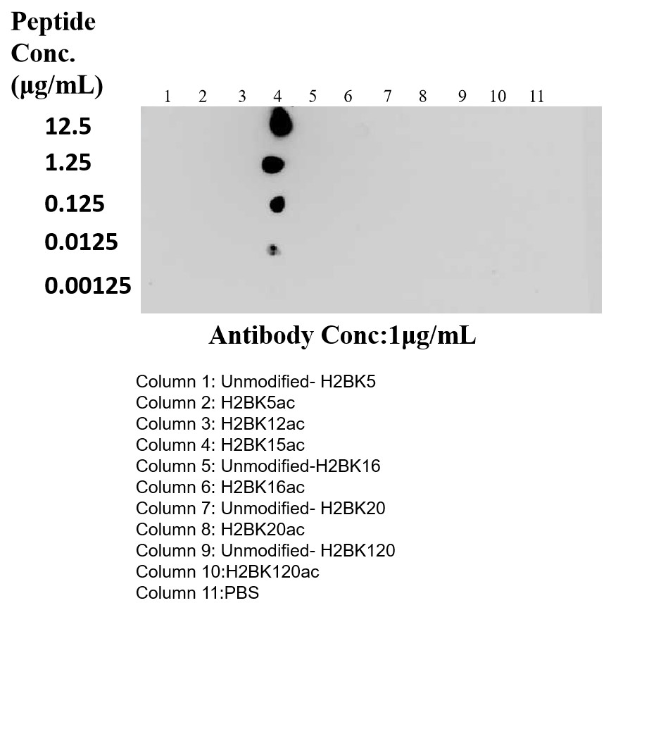 Dot Blot experiment using 83171-7-RR (same clone as 83171-7-PBS)